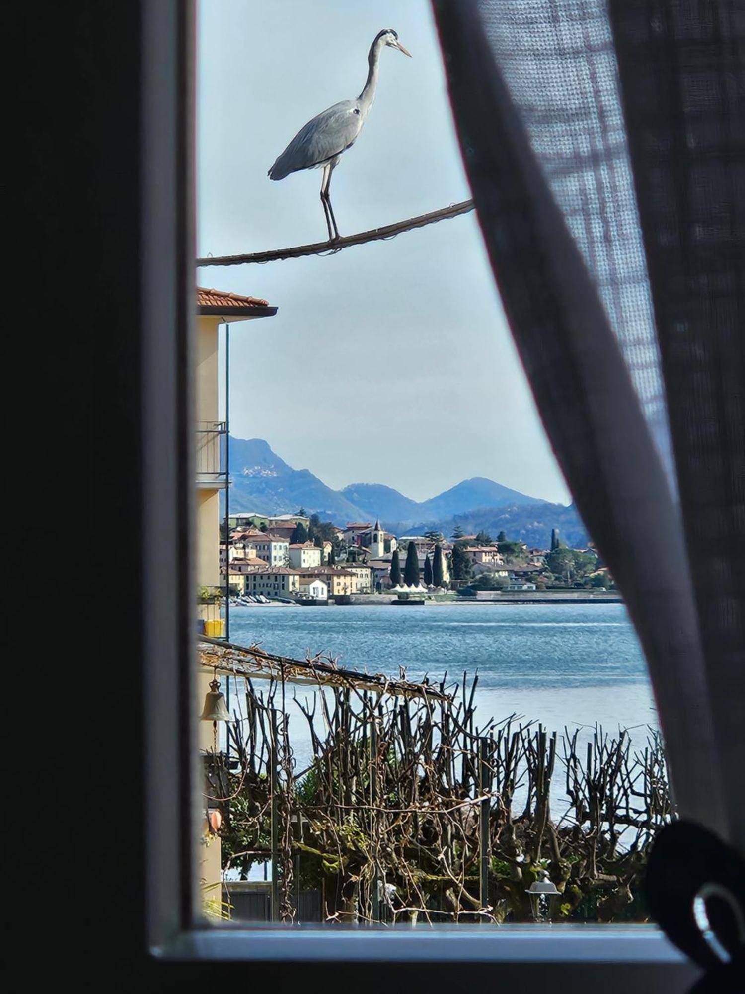 Apartment L'airone - Casa Mandello del Lario